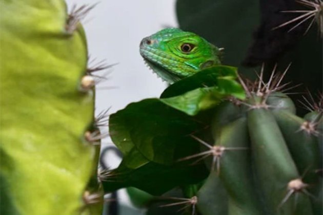 Climate change driving 'cost-of-living' squeeze in lizards, finds study